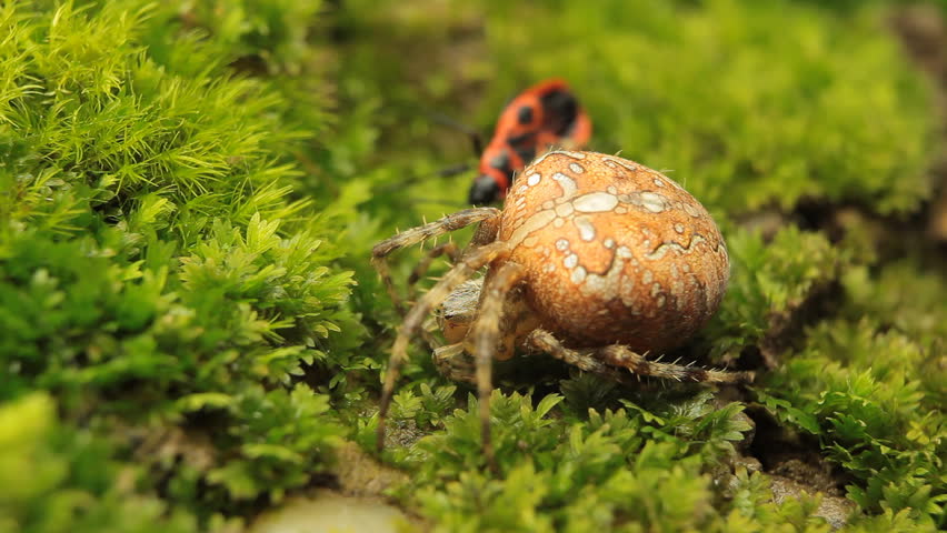 Macro Dangerous Spider on the grass, Close-Up, Araneae, Arthropods, Venom