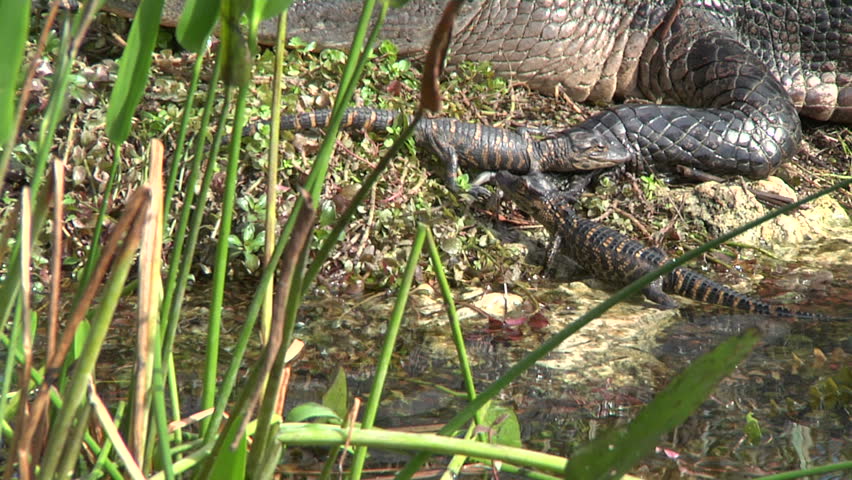 Alligator Hatchlings