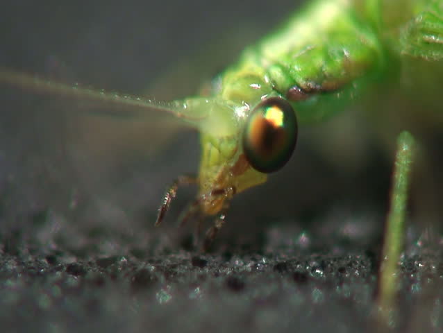 Lacewing. Close-up shot.
