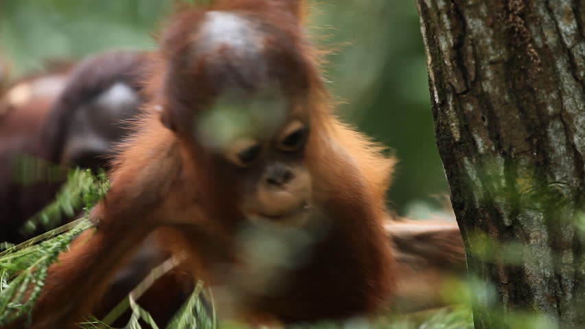 Baby Orangutan Monkey, Looking, Jungle Trees, Palm Tree, Cubs