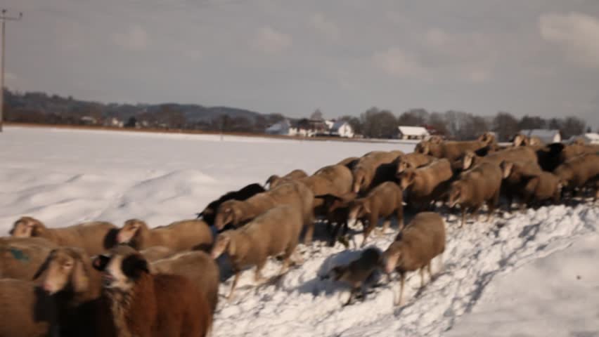 sheep on a snowy field