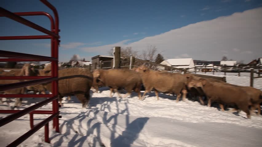 flock of sheep walking into the snowy paddock