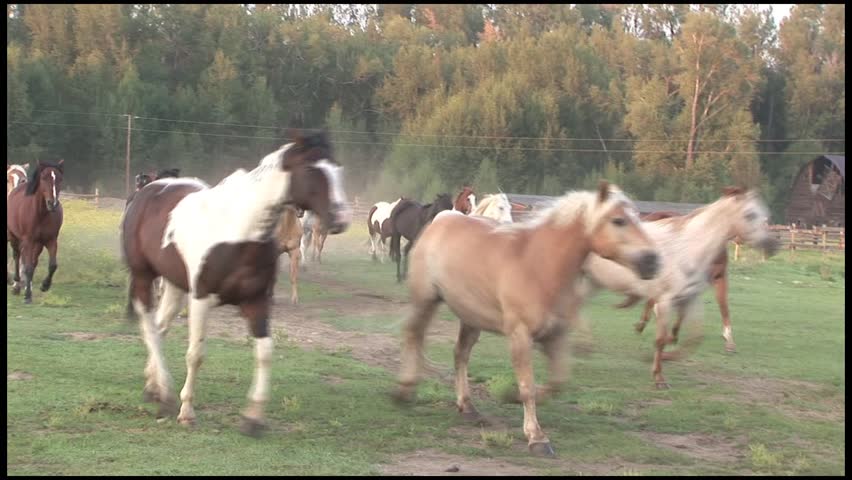 Horses Running in Pasture and Dusty Road