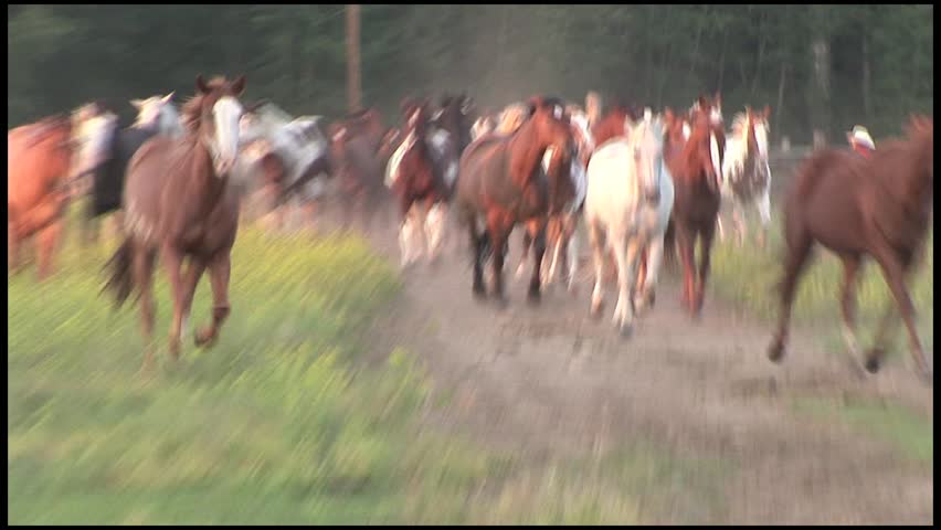 Horses Running in Pasture and Dusty Road