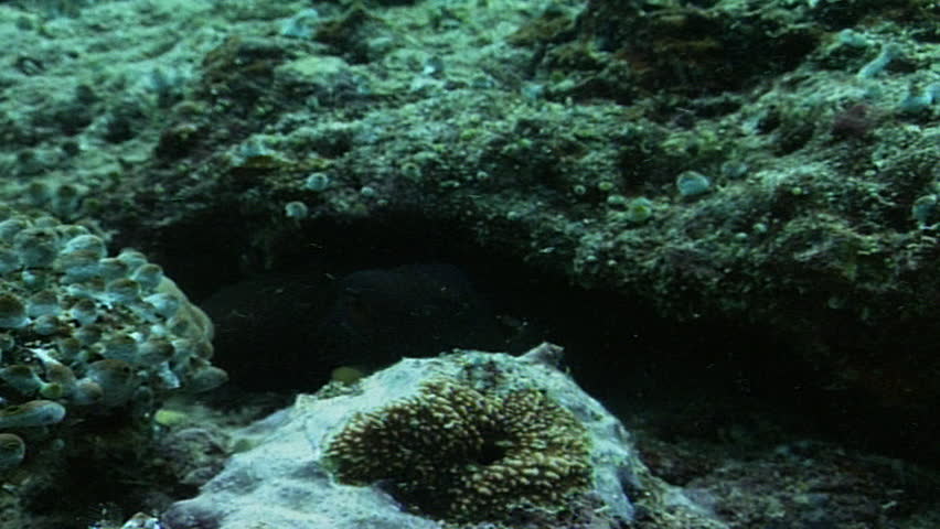 Octopus crawling out of hiding