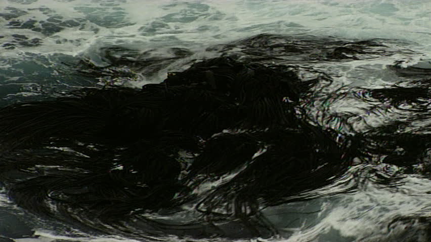 tidal rocks covered in thick brown bull kelp cut to MS fronds swaying in water, seaweed