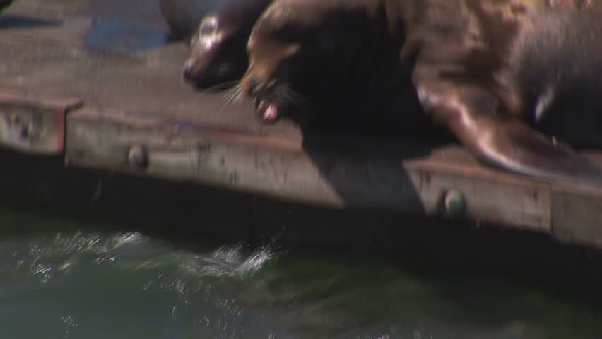 Sea Lions resting on dock
