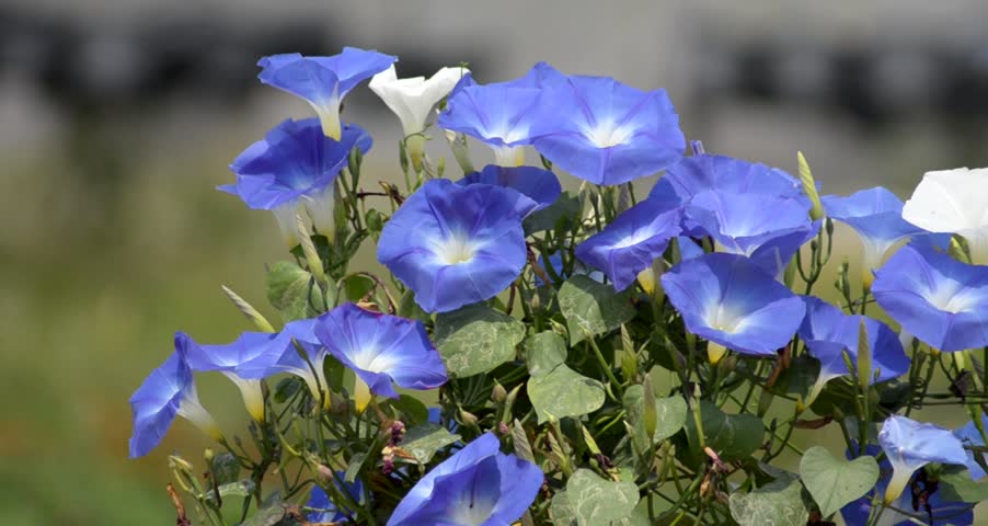 Morning glory in the wind
