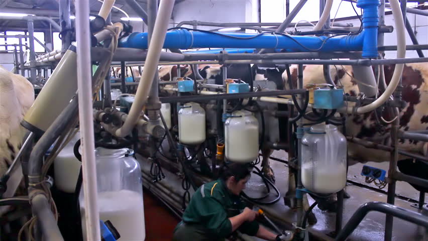  Milk production ; A worker checks the work in the production of cow's milk, Milk, video clip