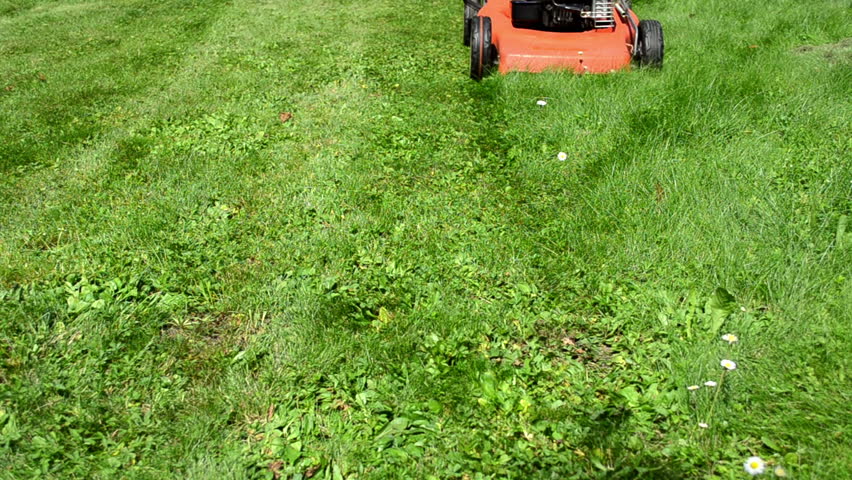 woman girl in skirt and flip-flop shoes cut lawn grass mower in yard.