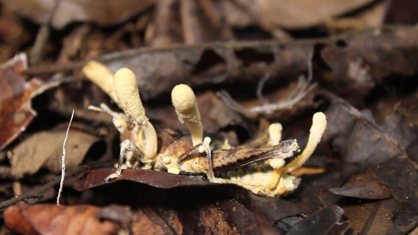 Cordyceps fungus infecting a grasshopper on the rainforest floor, Ecuador