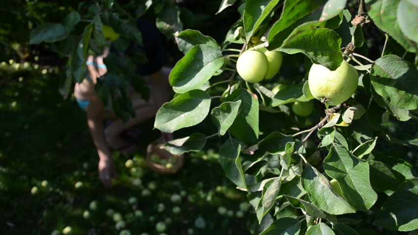 apple tree branch and woman in bra gather fruits in shadow.
