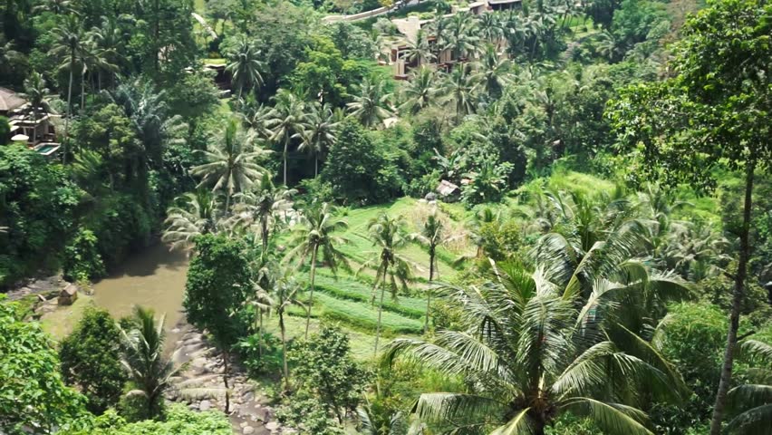 tropical rain forest and tropical grassland tropical rain forest and tropical grassland