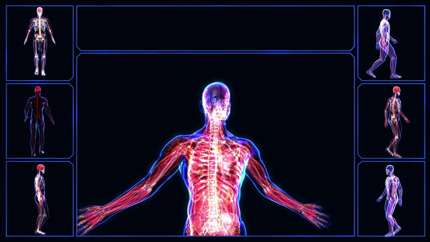 Human body