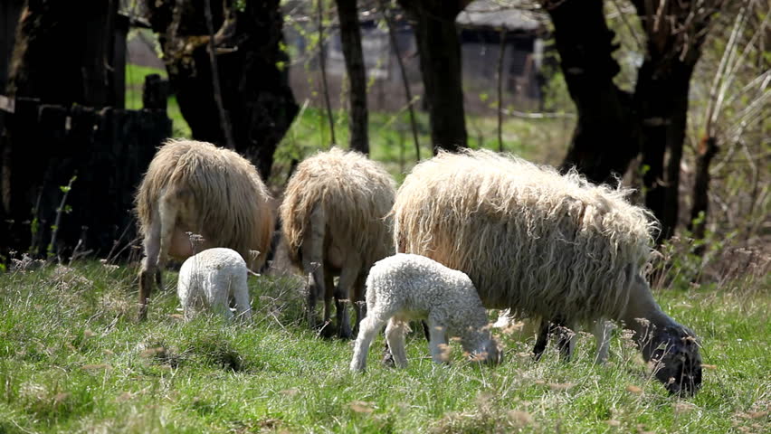 Herd Of Sheep and Lamb Grazing In A Field, A small Group eating grass, Spring