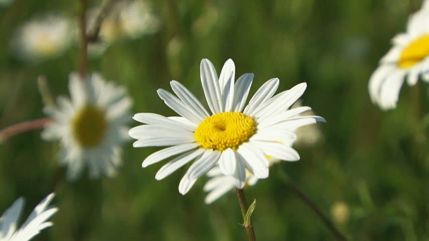 Blossoming daisy in a spring field.