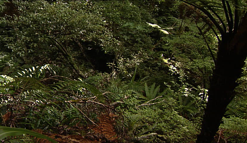 Hound's Tongue Ferns