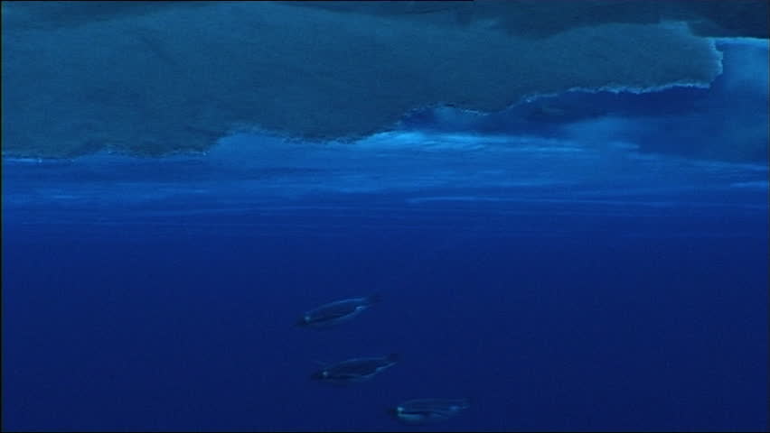 Little blue penguins