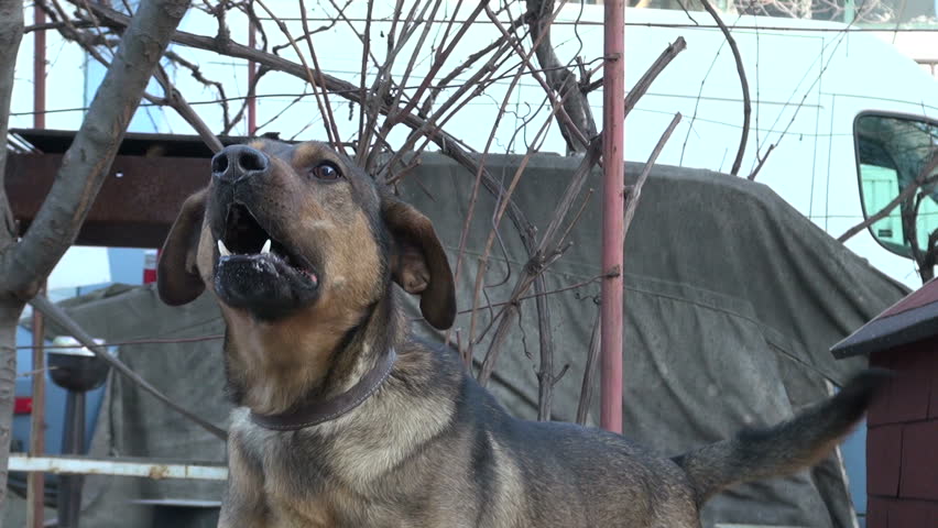 dog rough barking