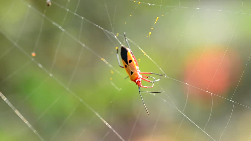 Cobweb and insect