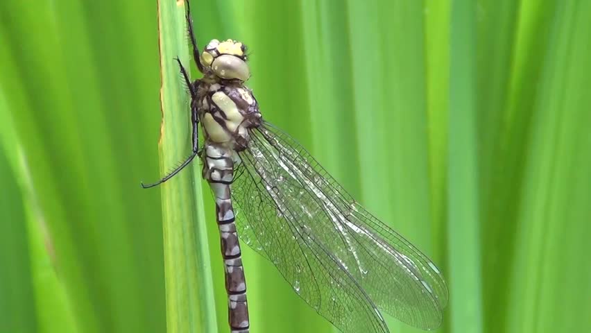 Aeshna (Aeshna cyanea)