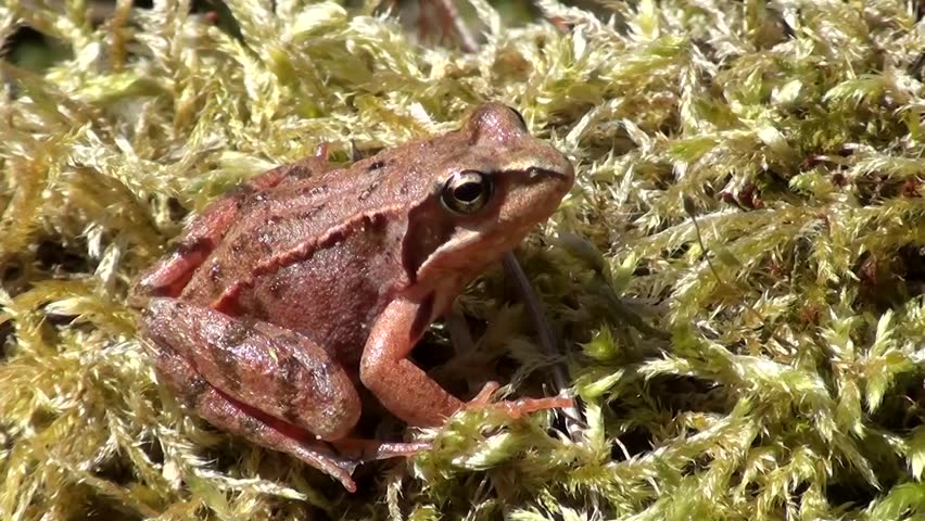 Common frog (Rana temporaria)