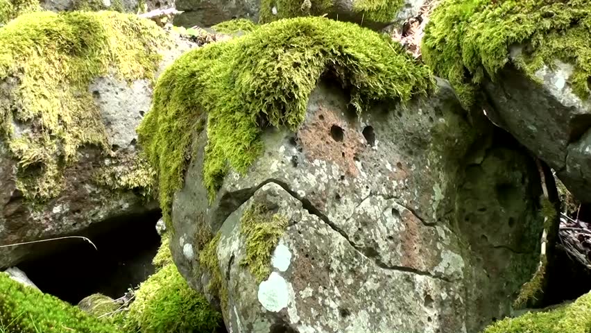 Lichen on granite stones
