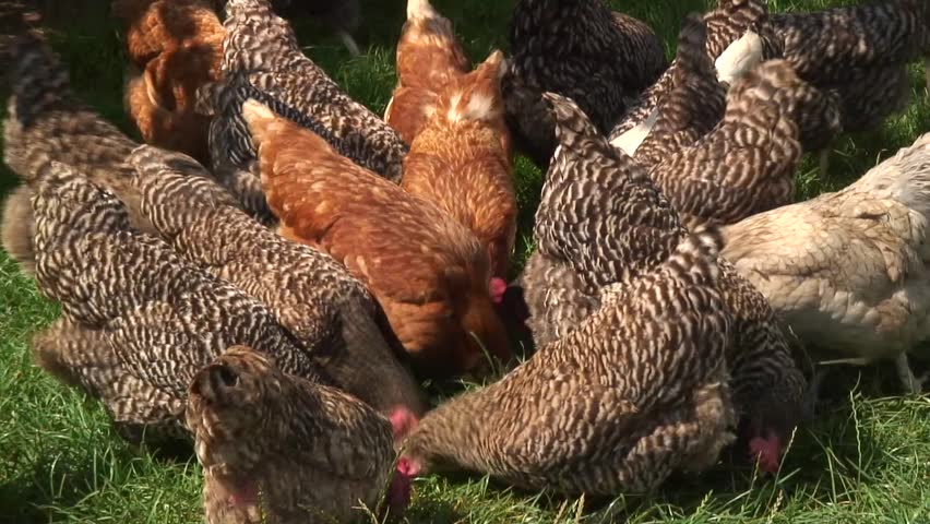 free-range chickens