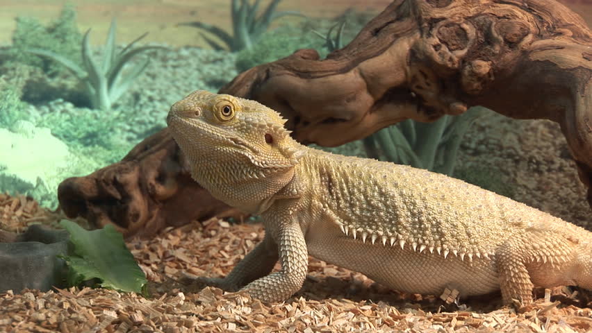 a beautiful grown Bearded Dragon