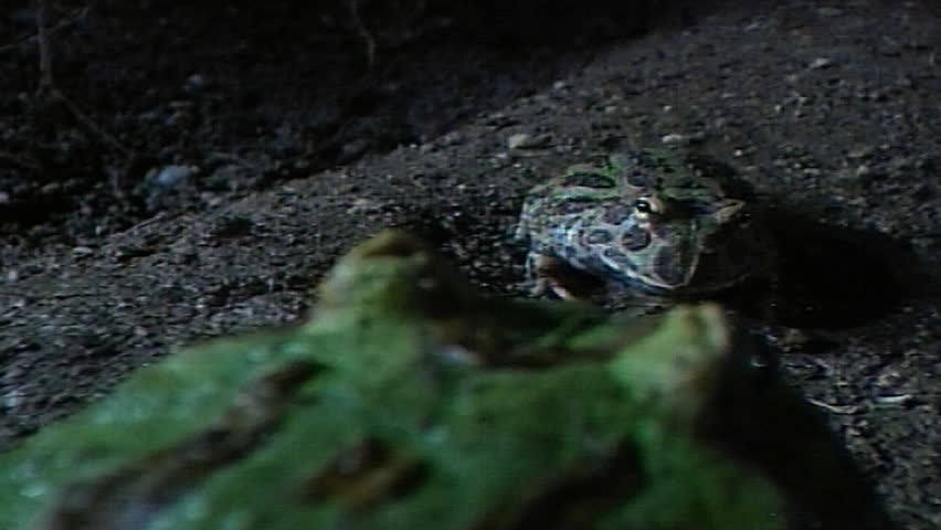 Green horned frog