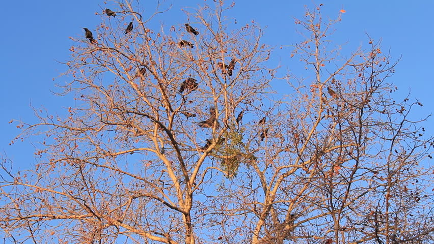 Sunrise Ravens. A murder of crows/ravens in a skeletal tree in winter, shot during sunrise.