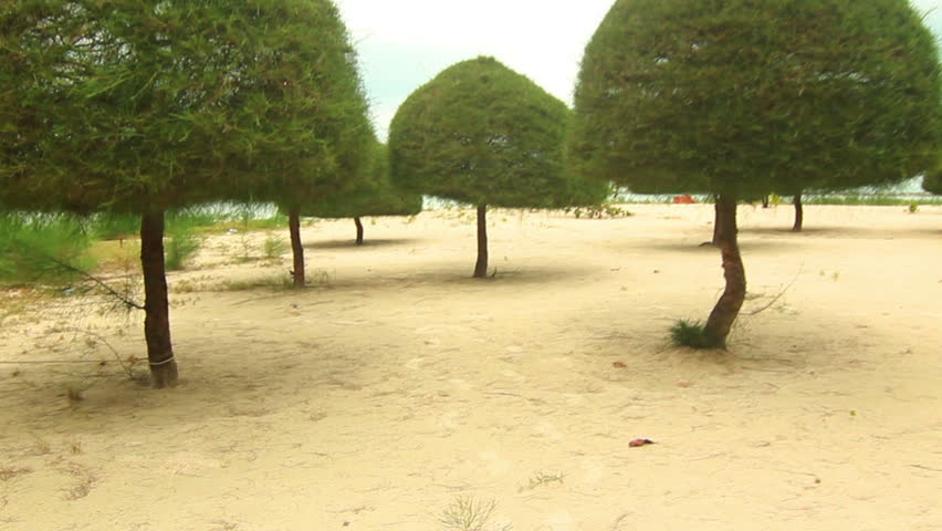 Beautiful Beach trees - Walking between creatively shaped trees on a tropical beach, glidecam shot