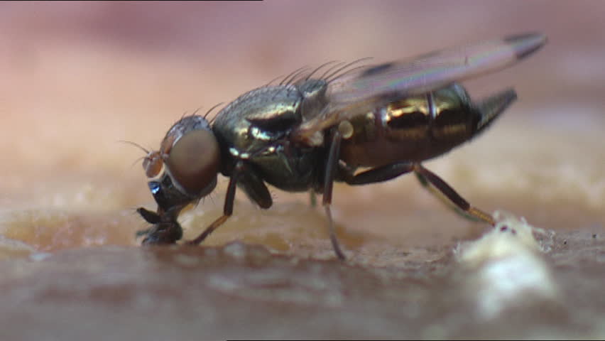 Flesh fly