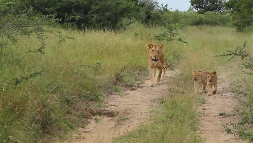 A wide shot of lion cubs walking with their mother on a dirt road in the Umfolozi game reserve.