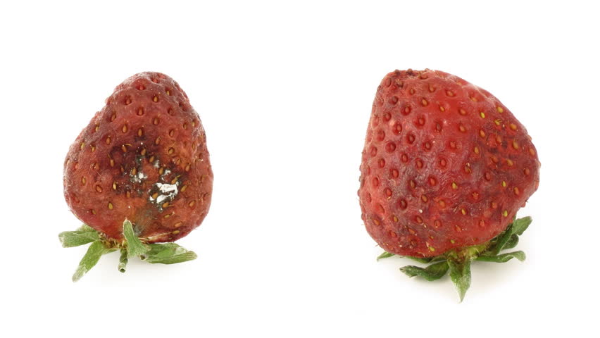 Timelapse of strawberries rotting over white background. 