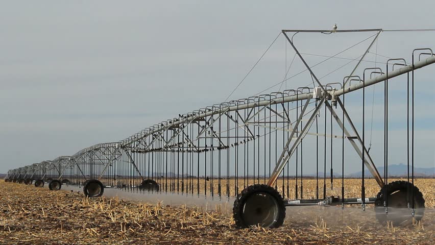Birds land, fly through pivot irrigation system as it moves, slowly, soaking farm field. 1080p