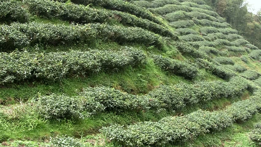 Mountainous Asian tea plantation (tilt)