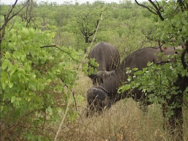 Cape buffalo, syncerus caffer grazing. Known in Africa as one of the âbig fiveâ, African buffalo are extremely powerful and deadly