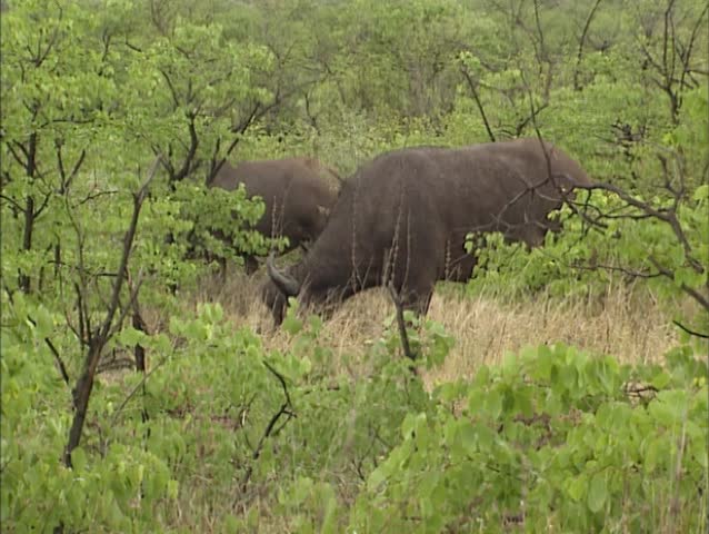 Cape buffalo, syncerus caffer grazing in Krugerpark. Known in Africa as one of the âbig fiveâ, African buffalo are extremely powerful and deadly