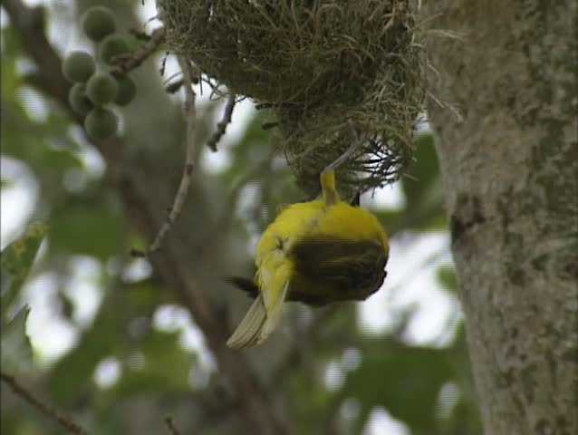 Lesser Masked Weaver, Ploceus intermedius, at nest entrance + flies away. The males are responsible for building the nests