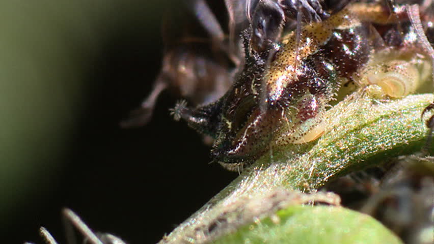 Ants swarming caterpillar