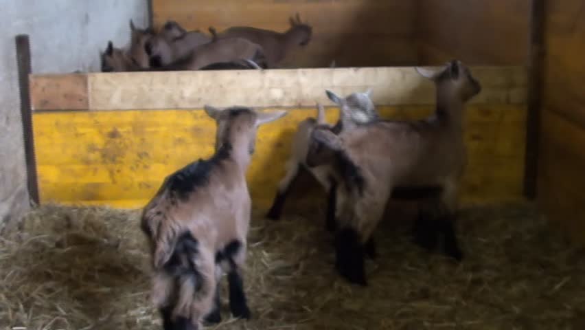 goats in a paddock of a farm