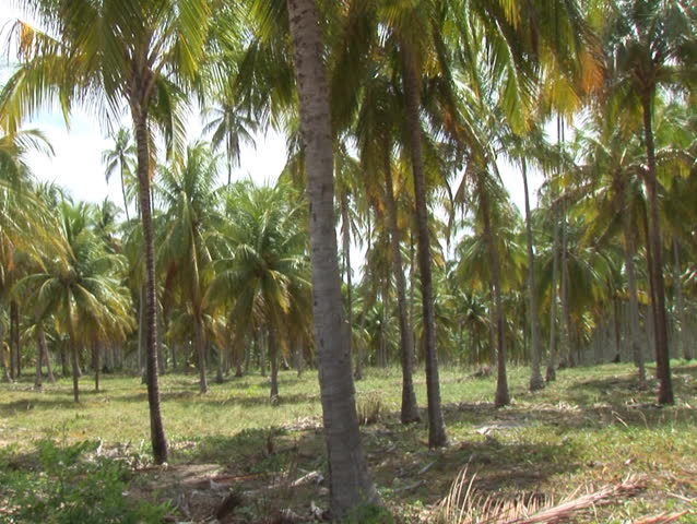 Pan of Coconut Trees to old shack (124)