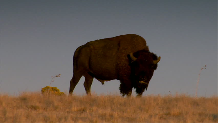 large bison