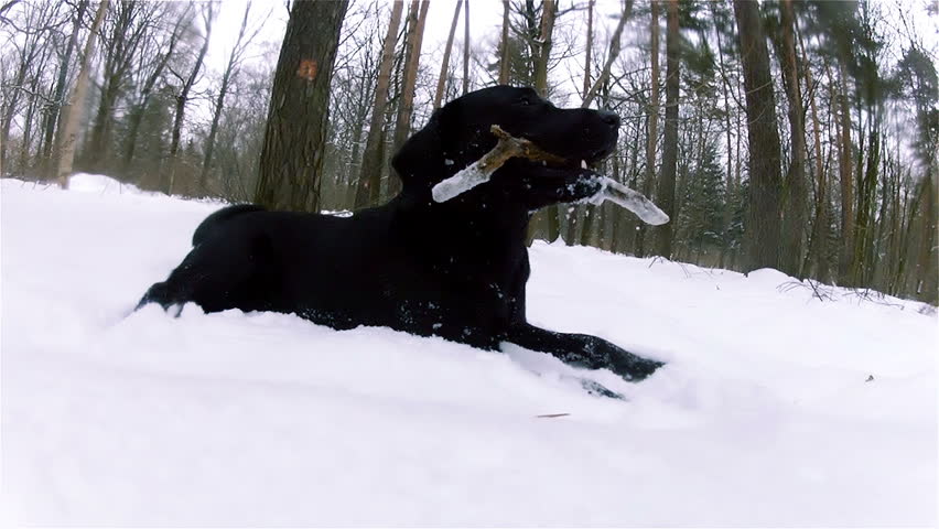 Black lab stretch oneself and crunch stick in forest. 720p.