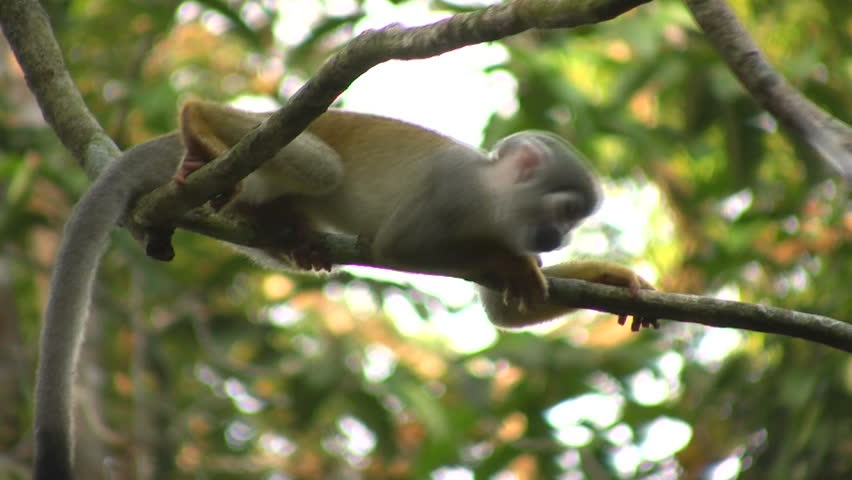 Squirrel monkey (Saimiri sciureus) in the wild