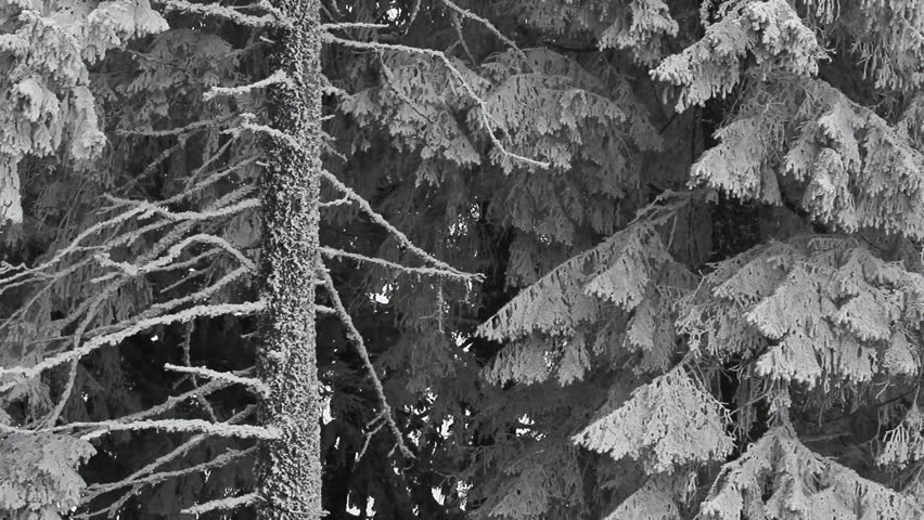Detail of forest tree trunks enduring winter