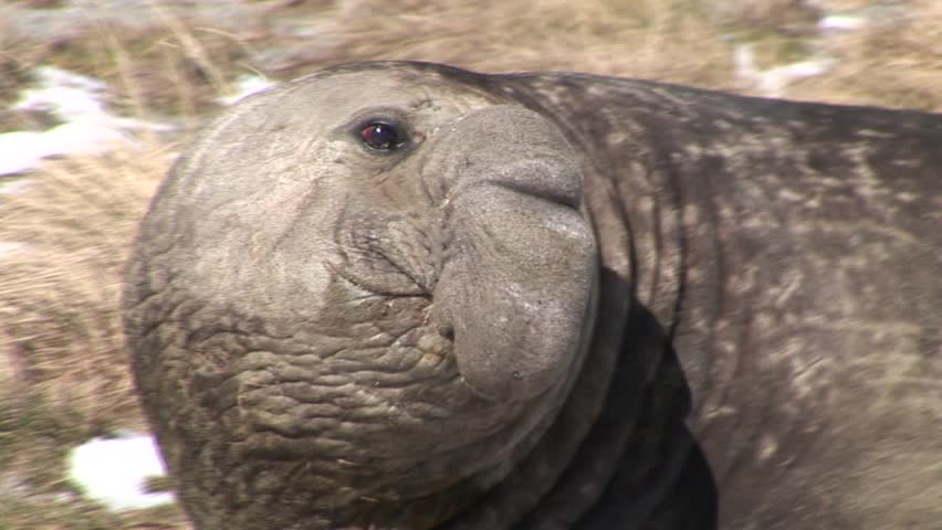 Marine Elephant Mammal in Tierra del Fuego Chile