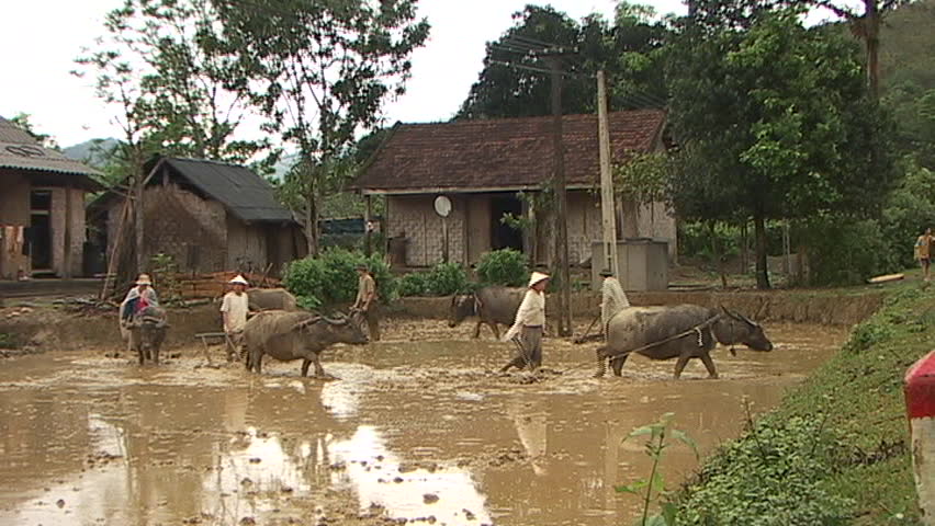 northern vietnam farmers plowing rice fields with water buffalo