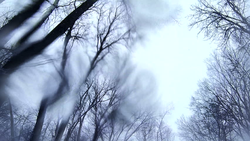 Looking up at treetops during a winter snowfall. The tracking/driving shot is stylized by a watery lens and outer blur. Shot in slow motion (60fps conformed to 24fps for 40% speed).